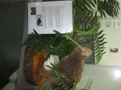 17 Kiwi display